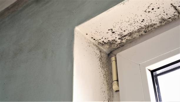 Best Post-Remediation Verification Testing  in Tuckahoe, NY