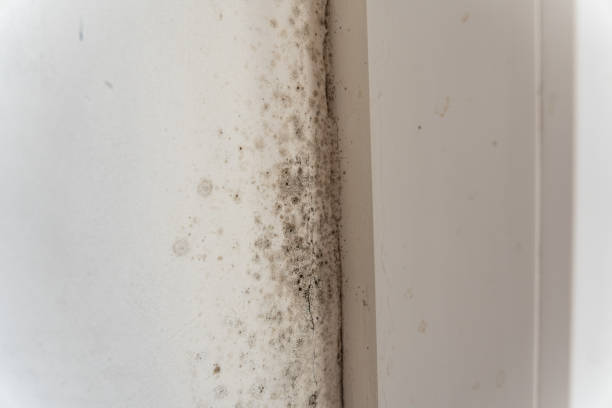 Best Forensic Mold Investigation  in Tuckahoe, NY